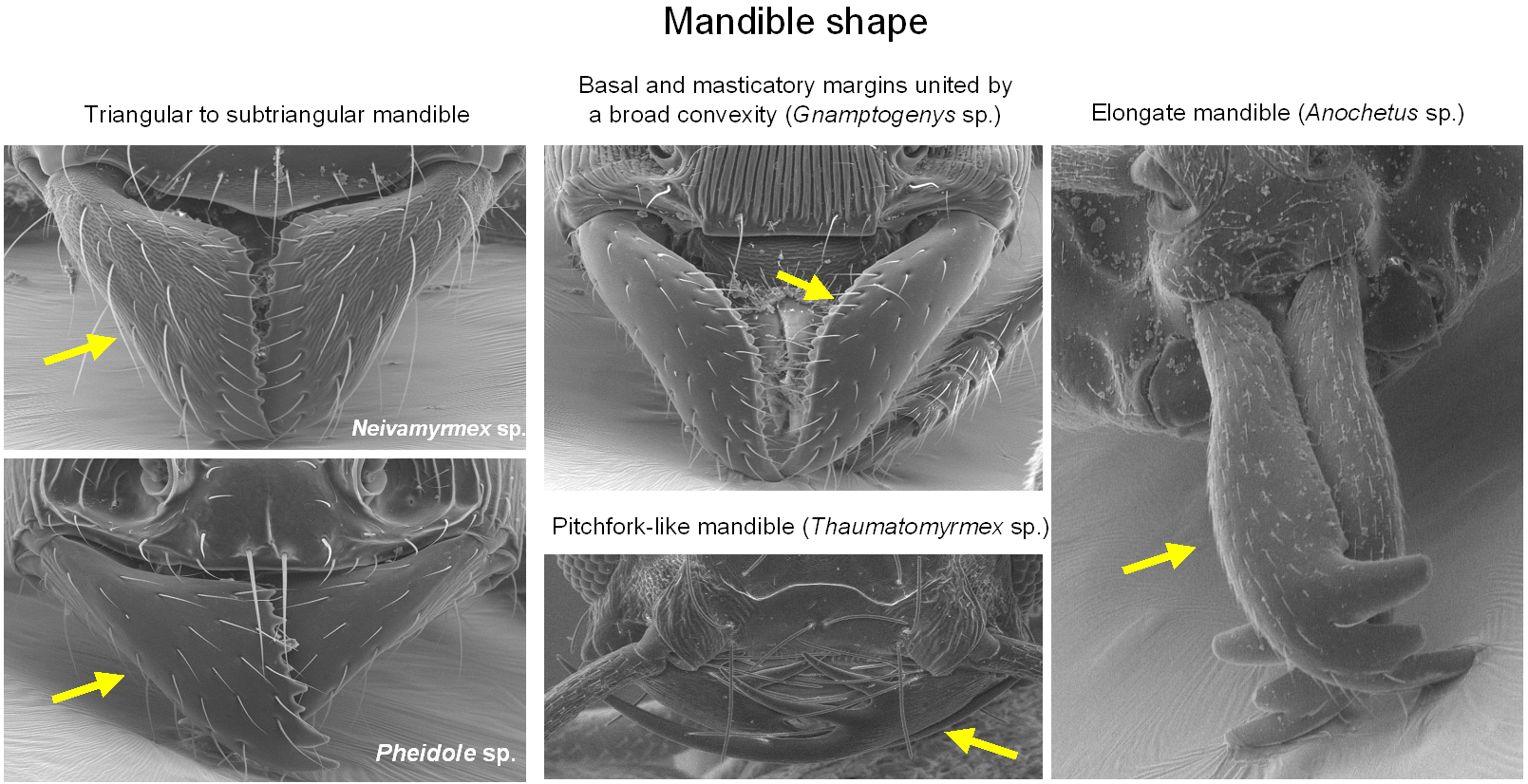 Fig031_mandible shape